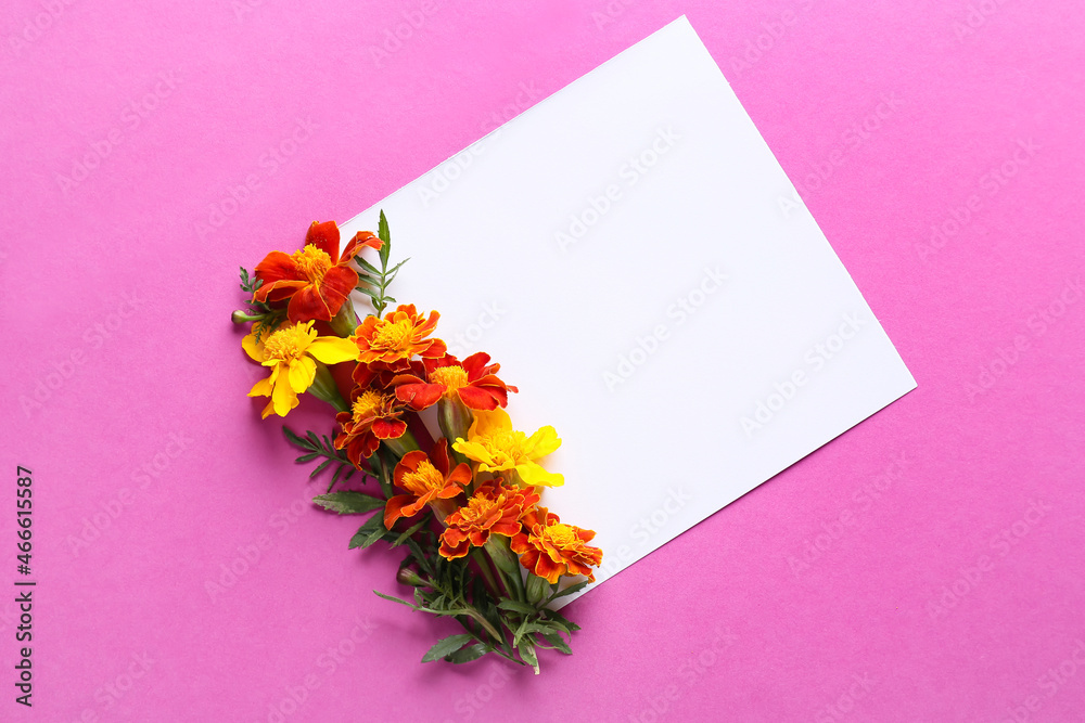 紫色背景上有美丽的万寿菊花的空白卡片