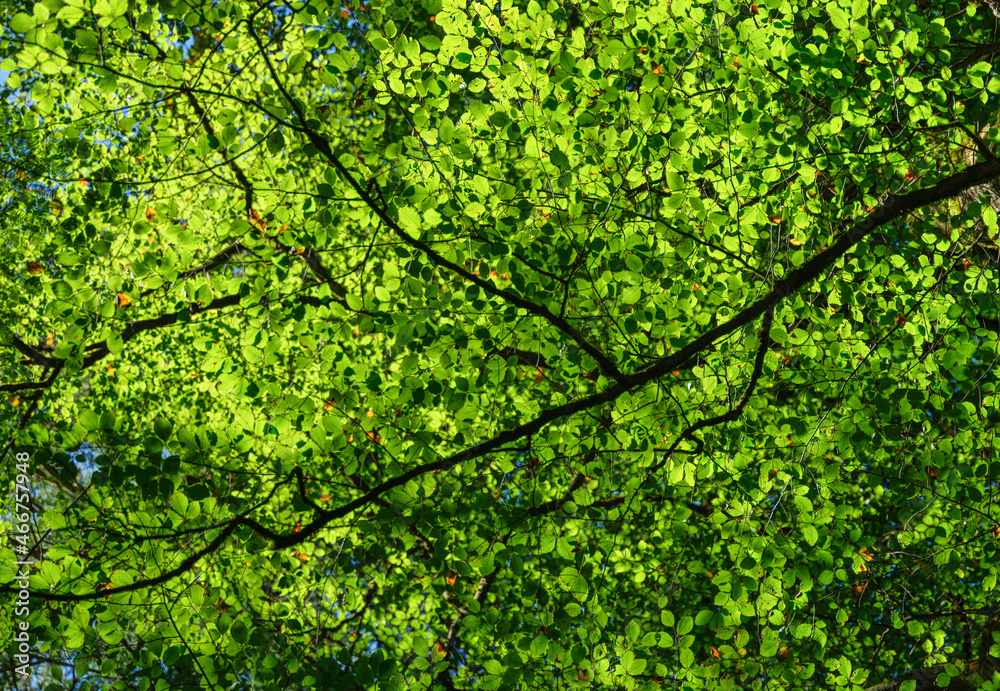 阳光透过树叶照射在树上。树叶作为背景。夏天的森林。高高的照片