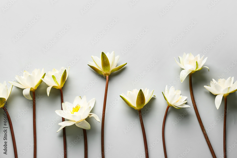 灰色背景下美丽的白色莲花构图