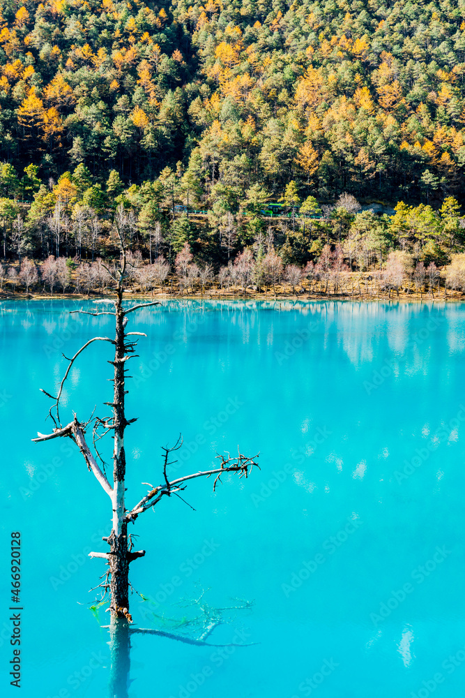 中国云南丽江蓝月亮谷湖中的一棵树