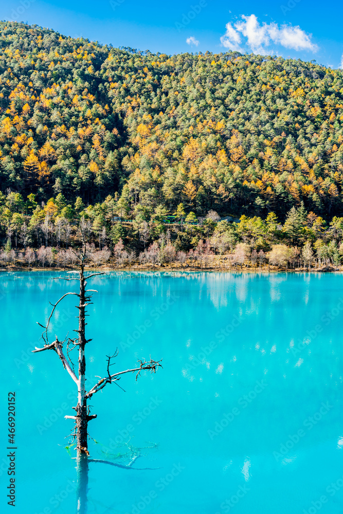 中国云南丽江蓝月亮谷湖中的一棵树