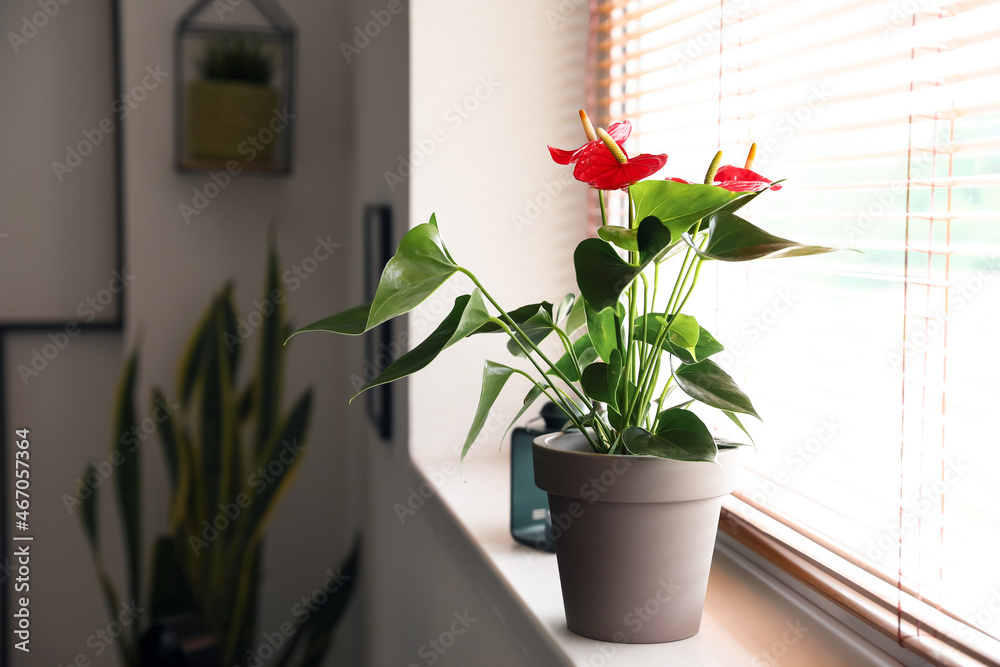 美丽的红掌花在窗台上的花盆里