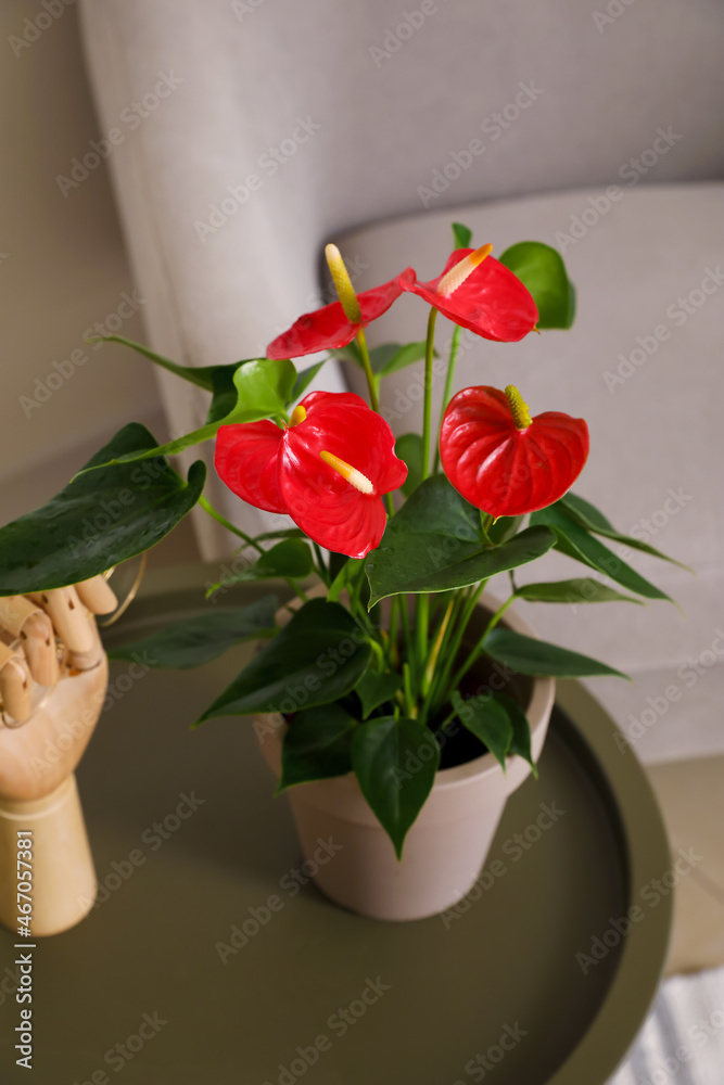 桌上花盆里的红掌花