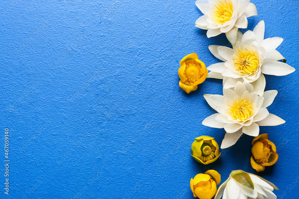 蓝色背景下美丽的白色和黄色莲花