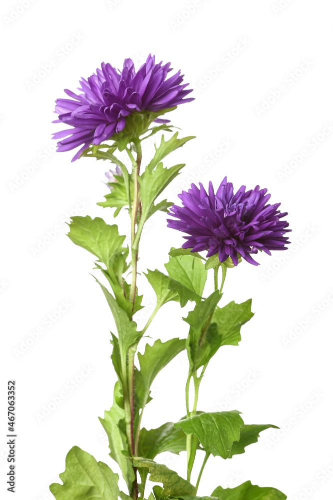 白色背景上的两朵紫色紫荆花，特写