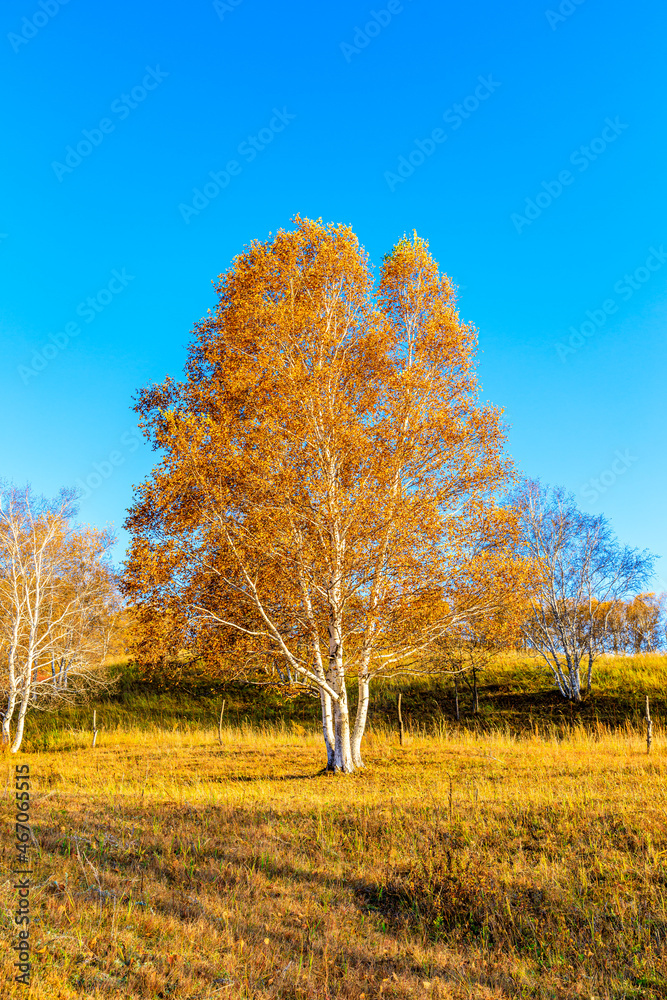 秋天美丽的桦树景观。秋天的树和树叶。