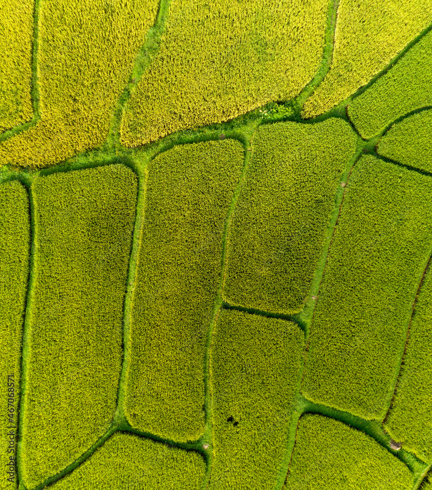 空中无人机摄影绿色和金色稻田的俯视，大自然的美丽光芒