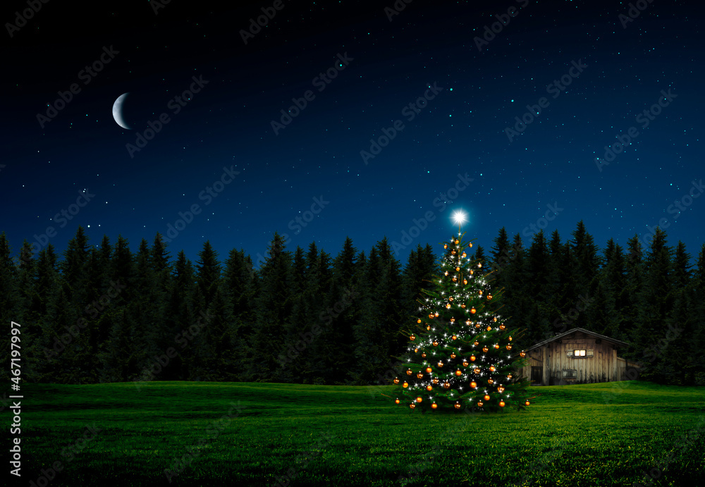Weihnachtsbaum am Waldrand bei Nacht