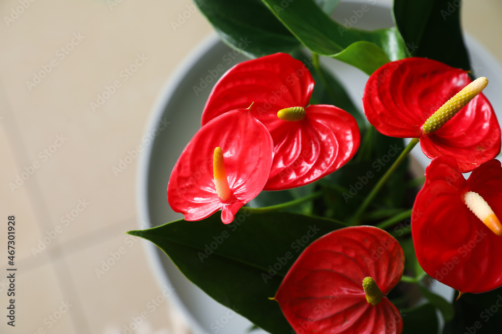桌上美丽的红掌花，特写