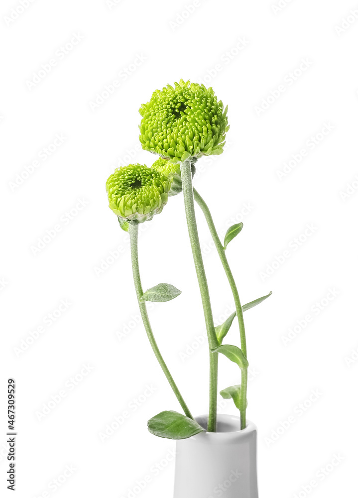 白色背景上隔离的绿色菊花花瓶，特写