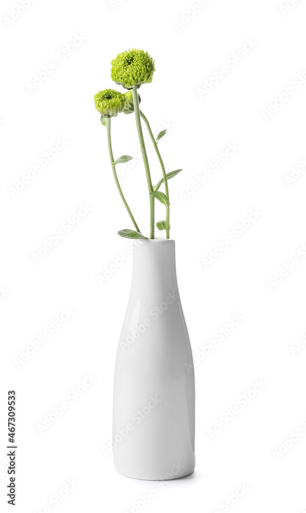 白色背景上的绿色菊花花瓶