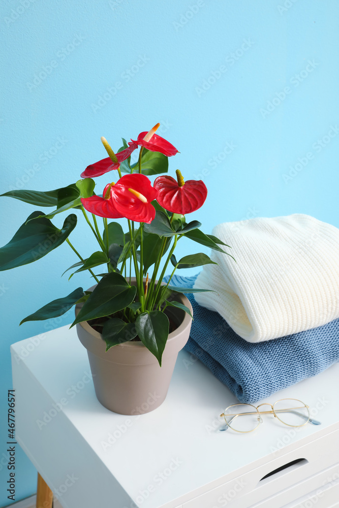 红掌花、眼镜和针织毛衣放在靠近彩色墙的桌子上，特写