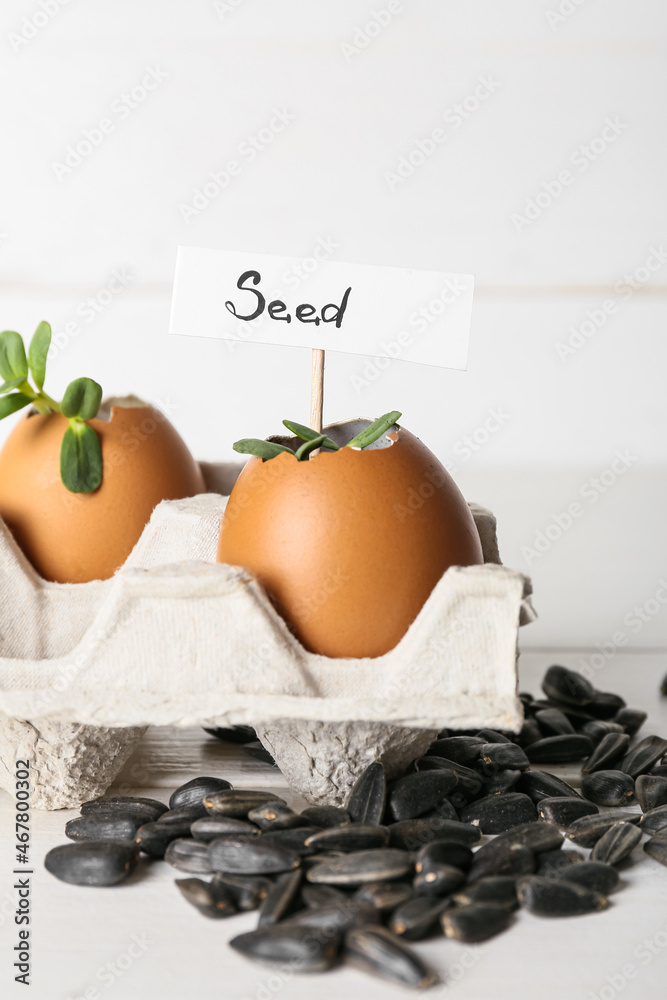 标记SEED和白色木质背景蛋壳中的幼苗