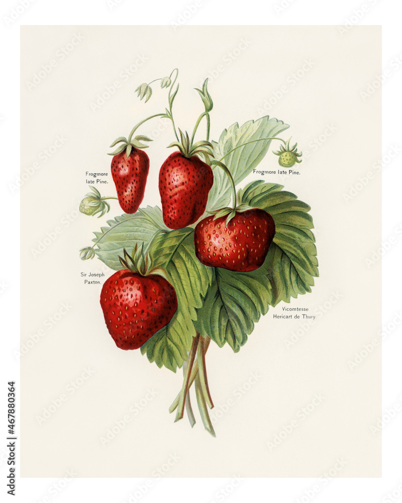 草莓复古插画墙艺术印刷和海报设计从原始艺术品中混音而成。