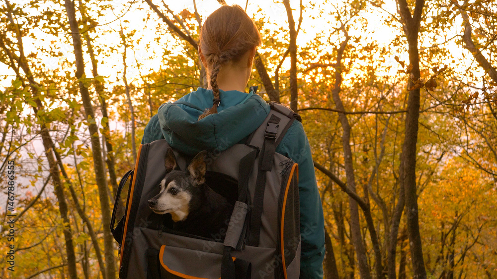 特写：徒步旅行者带着她的高级迷你品舍犬观察森林