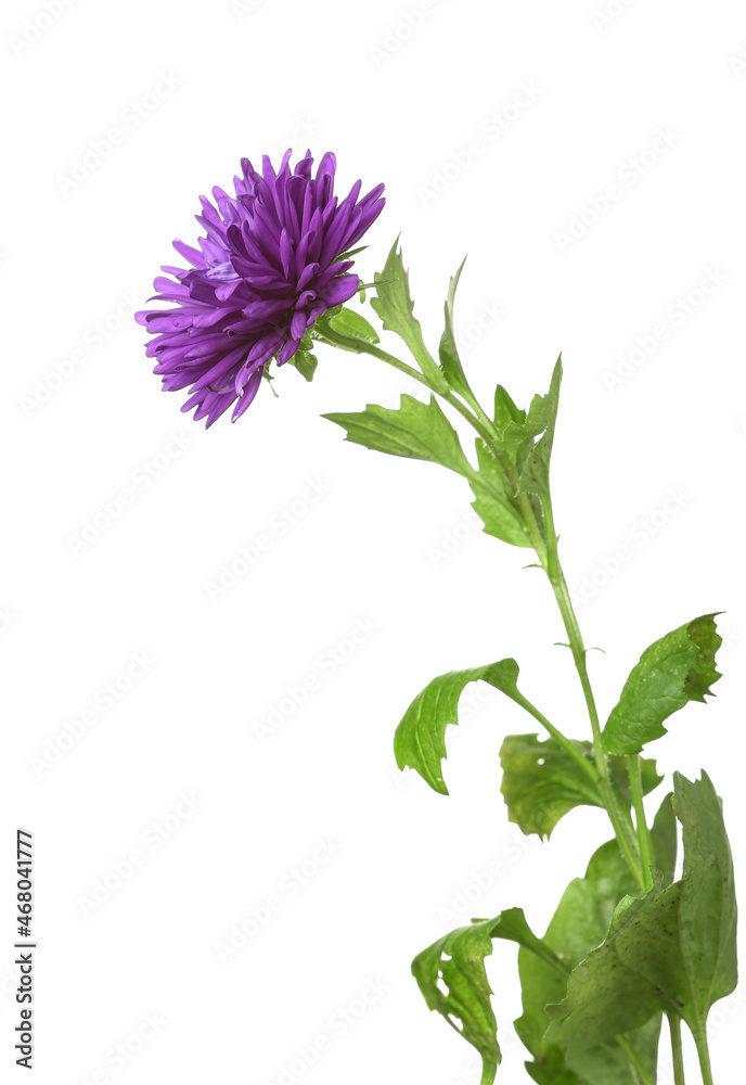 白色背景上的紫紫荆花，特写