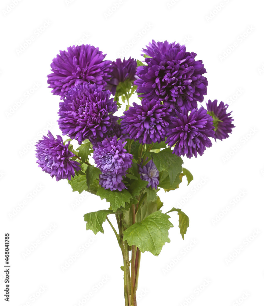Bouquet of purple aster flowers on white background, closeup