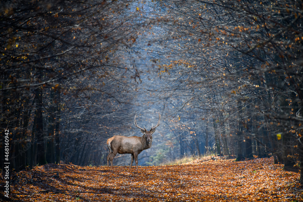秋天森林背景下的成年雄性鹿，野生动物