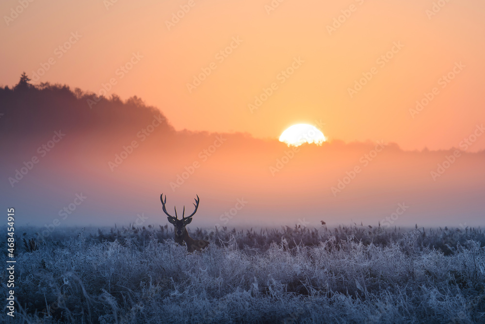 冬天的早晨与鹿