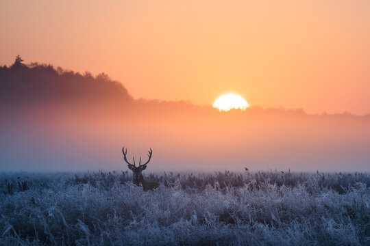 有鹿的冬日清晨