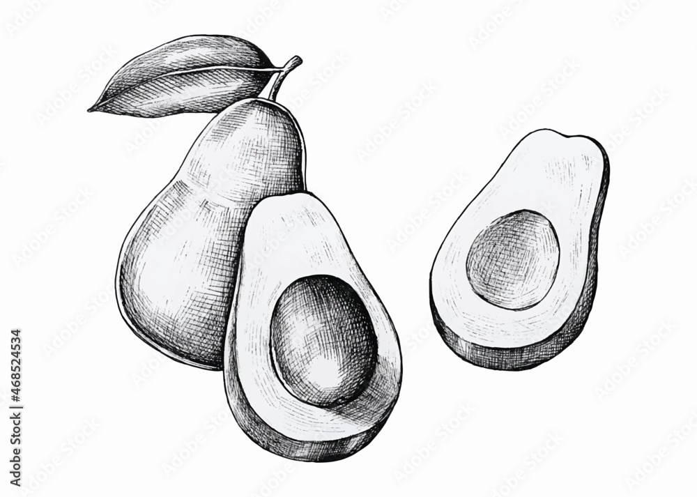 Hand drawn fresh avocados vector