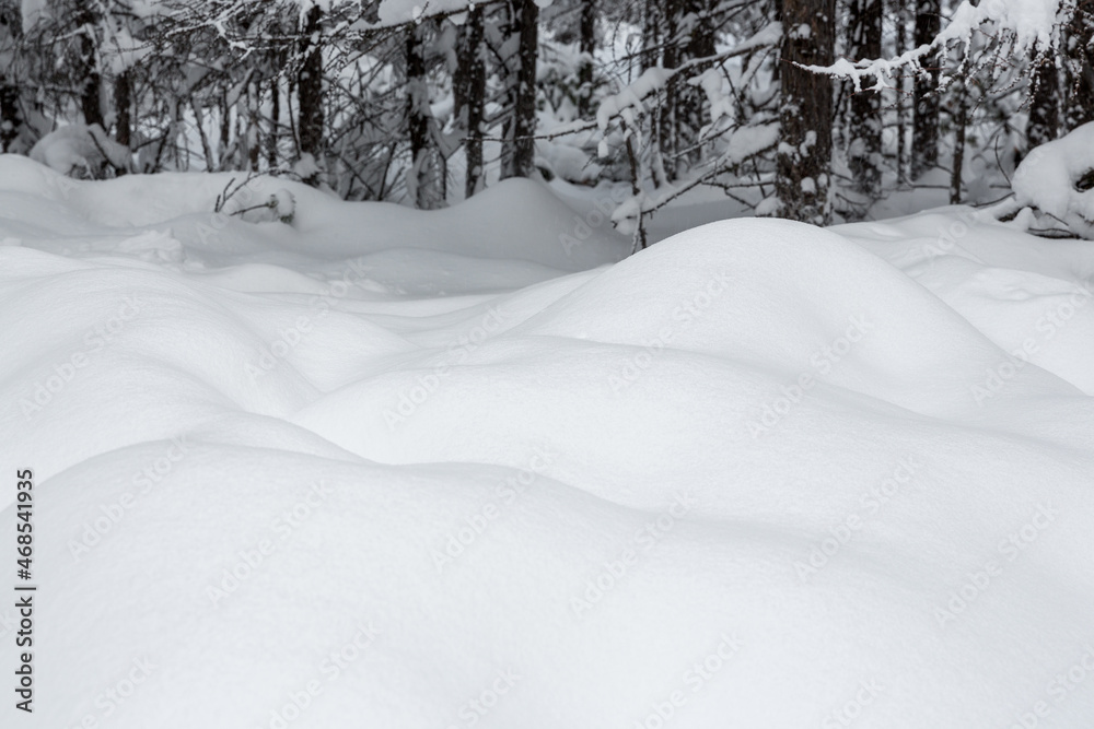 森林里地面上的积雪。有很多新鲜干净的白色柔软的雪。寒冷的下雪天气。Bea