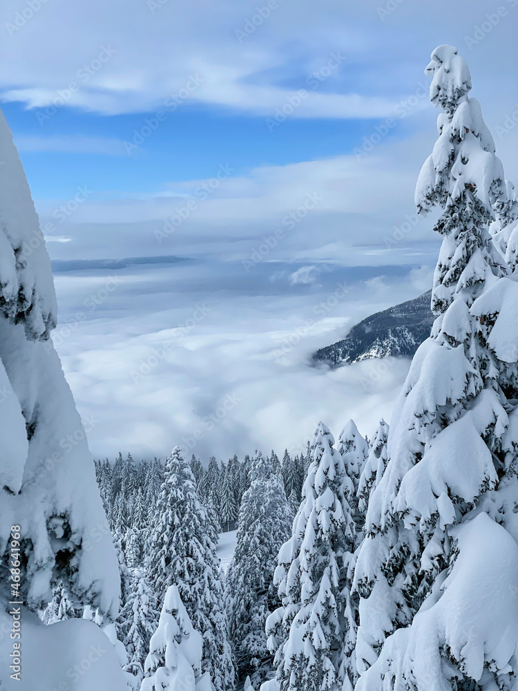 垂直方向：朱利安阿尔卑斯山脉冬季的针叶林被白云覆盖。
