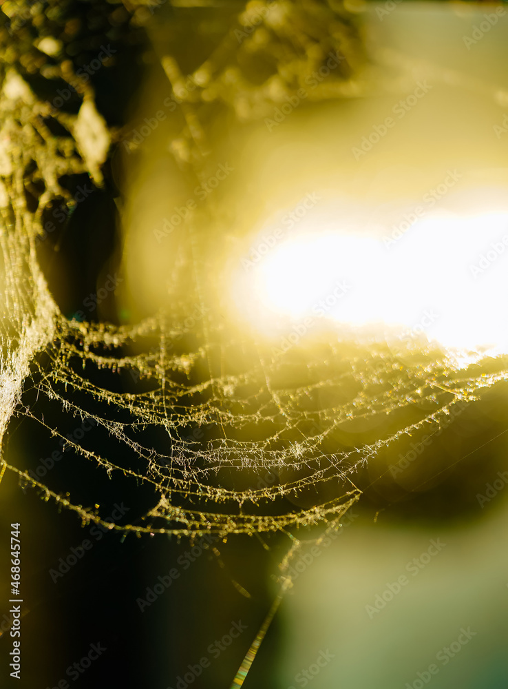 阳光下的美丽蛛网。光线下的薄蛛网。阴影和光线中的蛛网