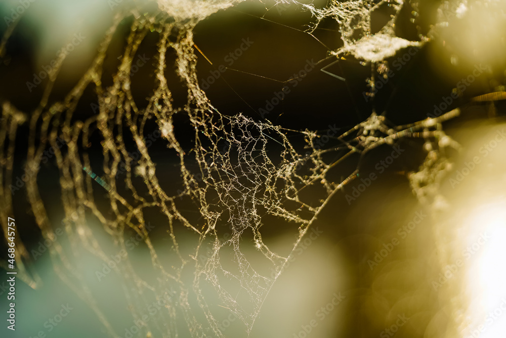 温暖的光线和秋天的氛围中，美丽的蛛网丝。clo中蜘蛛网的不规则形状