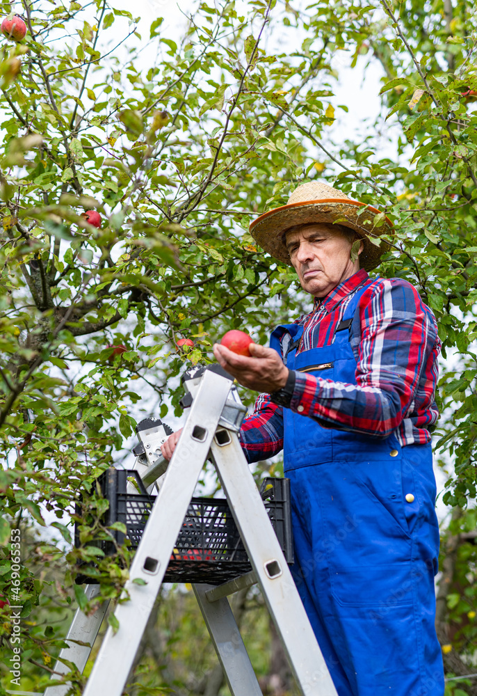 资深农民在果园里检查收成。雄性手里拿着一个苹果，检查新鲜的f。
