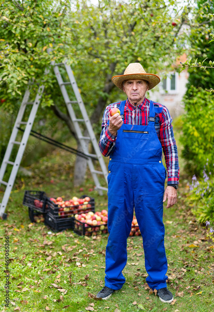 年长的牧场主手里拿着一个苹果。农民站在花园里展示他的收获。