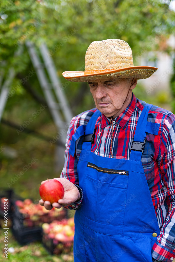 戴草帽的老人，手掌上拿着一个苹果，凝视着它。穿着蓝色整体ev的农民