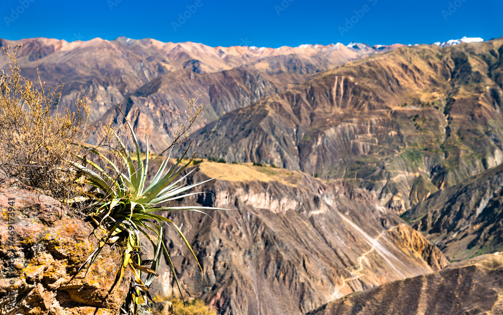 秘鲁科尔卡峡谷风景，世界上最深的峡谷之一
