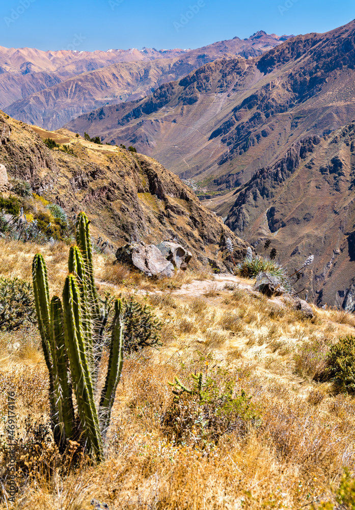 世界上最深的峡谷之一，秘鲁科尔卡峡谷的仙人掌植物