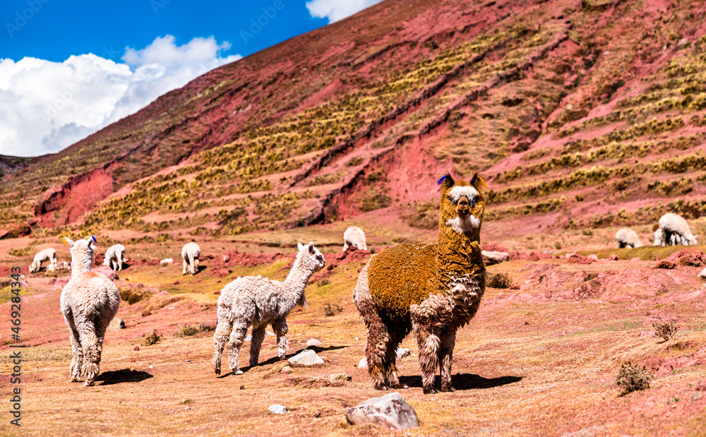 秘鲁库斯科地区Palccoyo彩虹山的羊驼
