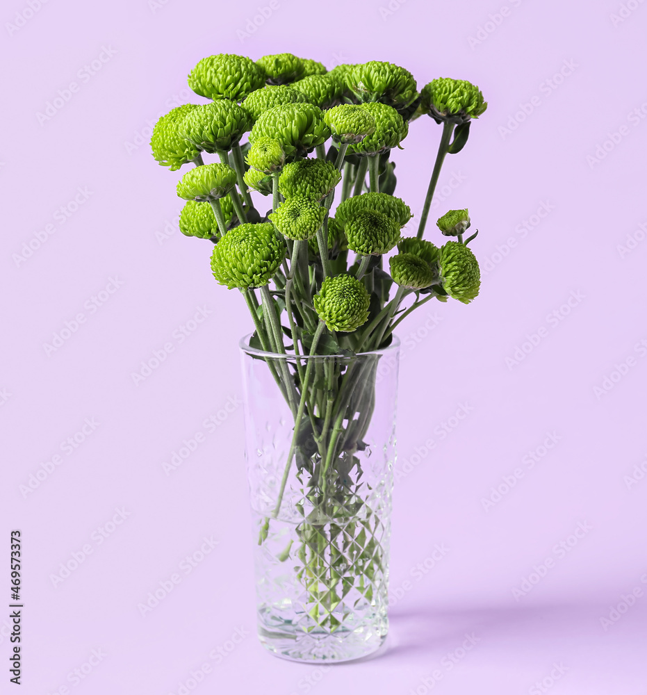 Glass vase with green chrysanthemum flowers on lilac background