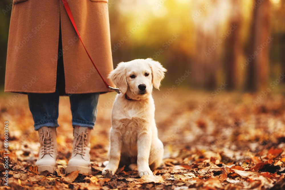 在秋天的森林里散步时，可爱可爱的白色金毛猎犬小狗坐在雌性腿附近
