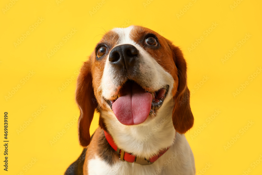 黄色背景的可爱小猎犬，特写镜头