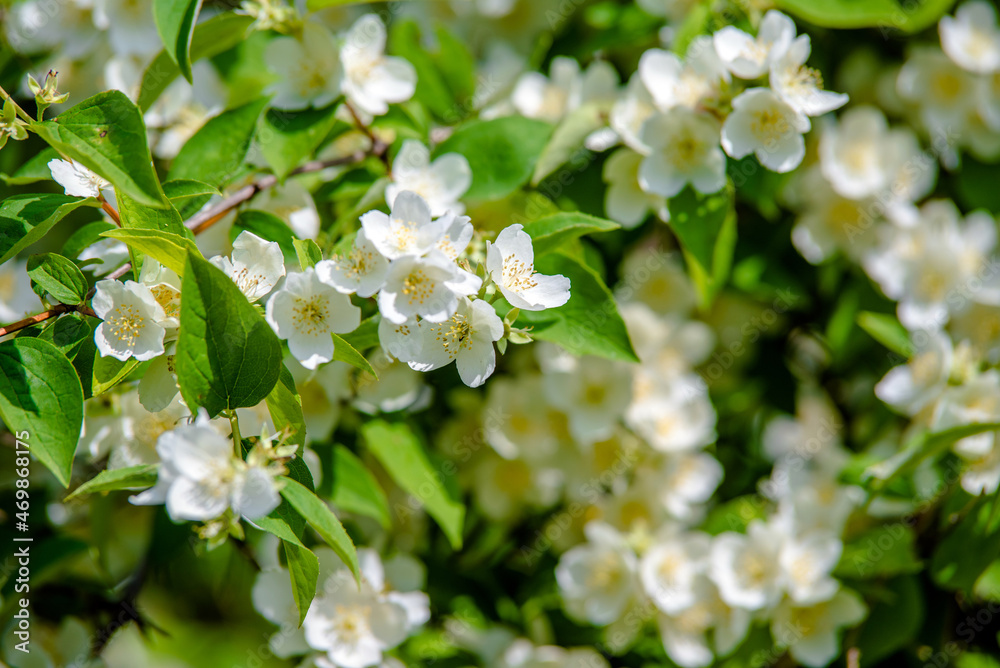 Jasmine blossom branch in the garden in spring
