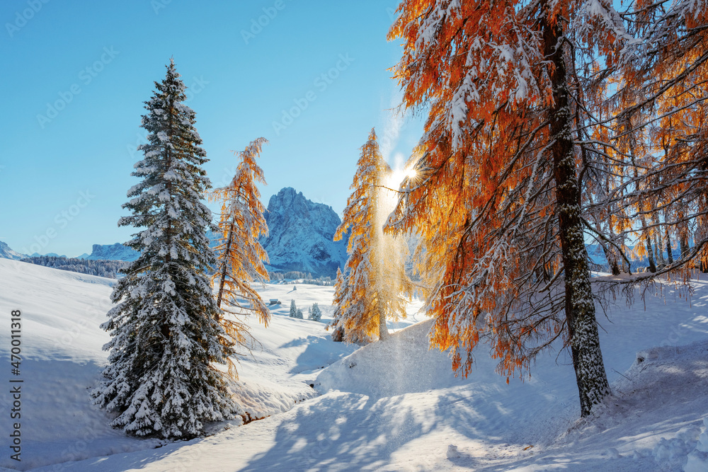 Seiser Alm Alpe di Siusi草地上的橙色落叶松被初雪覆盖，风景如画。