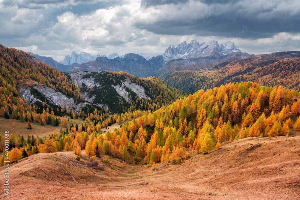 意大利多洛米蒂阿尔卑斯山瓦尔弗雷达山谷令人难以置信的秋景。黄色的草地，橙色的落叶松
