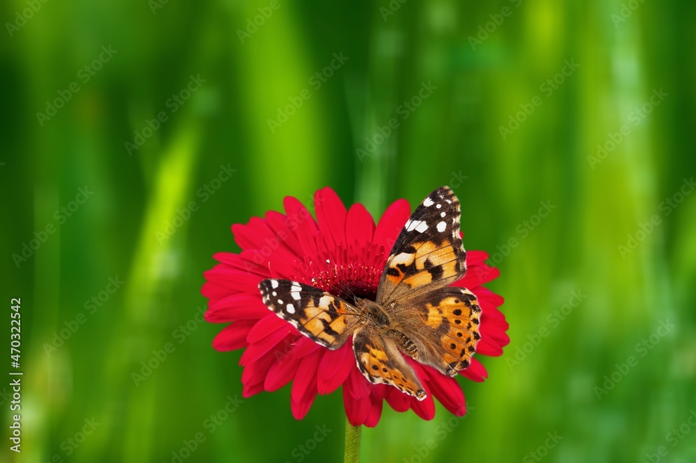 一只美丽的野生蝴蝶坐在花瓣上喝花蜜