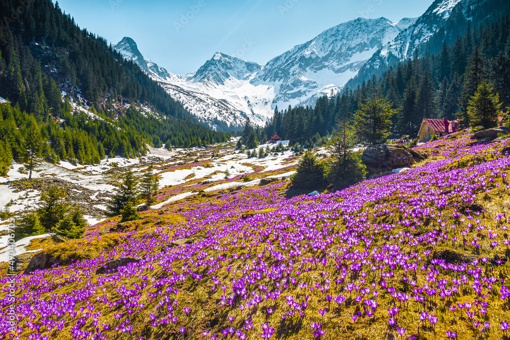 喀尔巴阡山，美丽的春天风景，有着绚丽的山坡和雪山