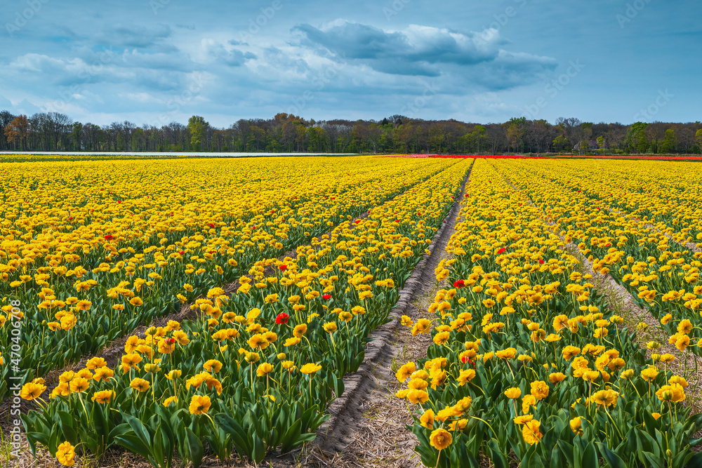 荷兰绚丽的郁金香田，春光明媚
