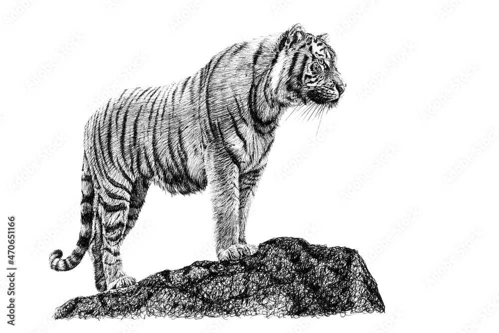 岩石上的手绘老虎，白色背景上的素描图形单色插图