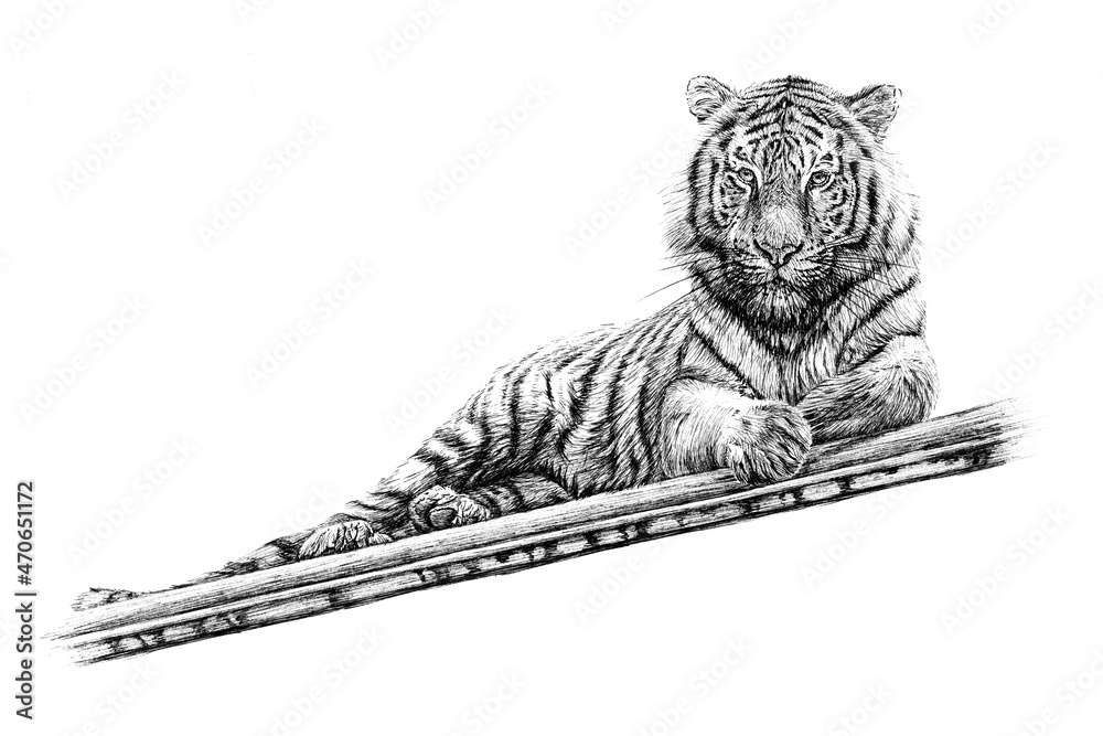 手绘老虎，白色背景上的素描图形单色插图