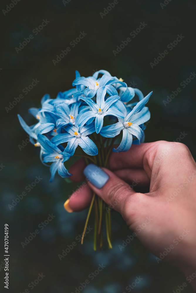 女人的手拿着一束早春小花，修指甲的特写。黑暗而哞哞