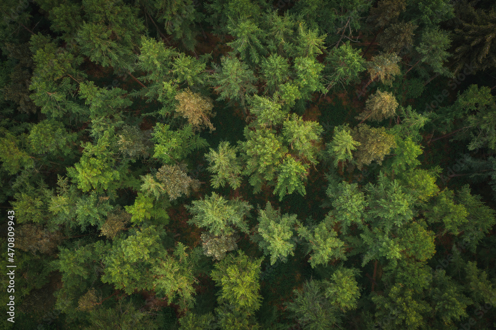 绿色森林鸟瞰图