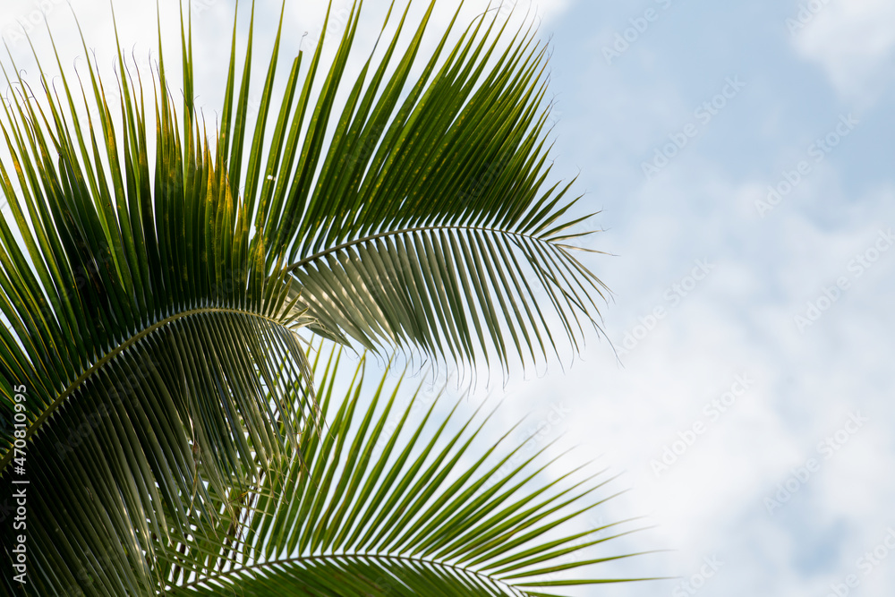 云景背景下的椰子棕榈叶