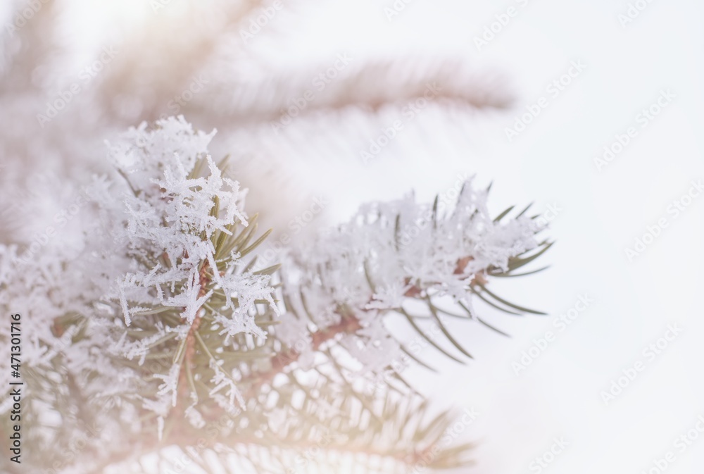 白雪皑皑的松枝模糊的冬季圣诞节场景